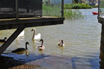 Regular visitors to Howells Mere