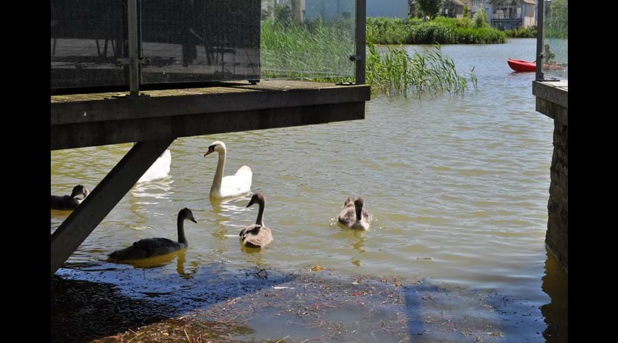 Regular visitors to Howells Mere