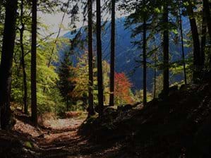 Coming back from Danielsberg