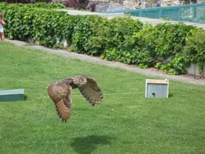 Adler Arena, Landskon, Villach - Birds of Prey