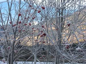 Frosty branches December 2013