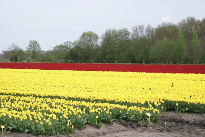 Nearby tulip fields 