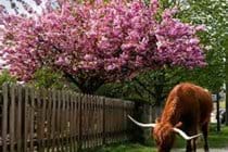 Highland cattle roan free in the forest.