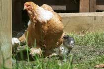 The owners keep some animals - you may be lucky enough to see chicks.