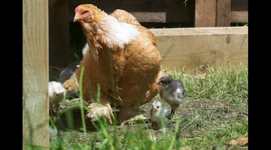 The owners keep some animals - you may be lucky enough to see chicks.