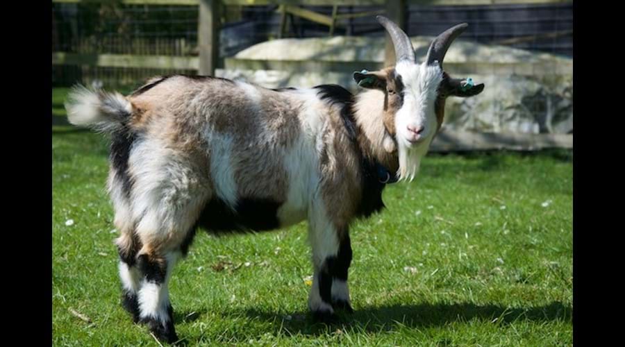 Albert - one of our goats
