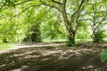 Two wonderful walnut trees in the garden