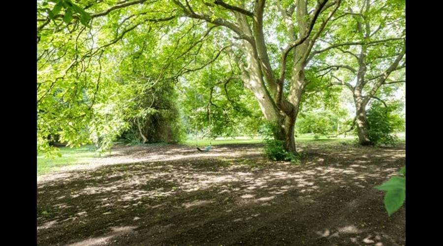 Two wonderful walnut trees in the garden