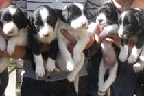 Dogs are welcome - but please ask if you want to bring more than two. This is our dog