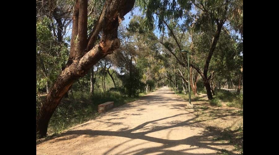 Walk through the amazing Pine Forest that sits between Guardamar