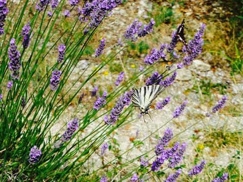 Scarce swallotail on lavender (less scarce then normal swallowtail here!)