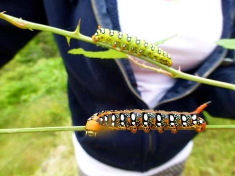 Two colour varieties of spurge hawkmoth caterpillars on the same plant