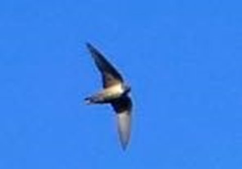 Crag martins visit often but are too fast to be photographed!