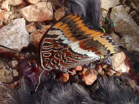 Two tailed pasha sucking up juices from a dead crow