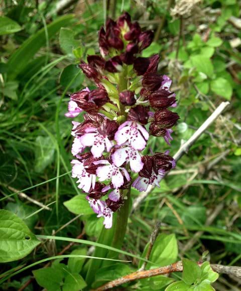 Orchids in Cevennes gite holiday
