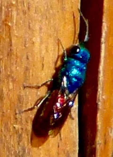 Ruby tailed wasp (too quick to get a good photo!)