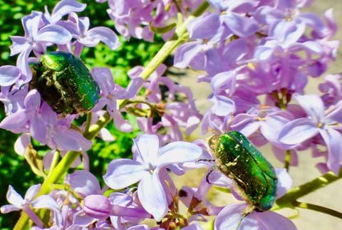 Some chafers - 2 lovers and a single on lilac.