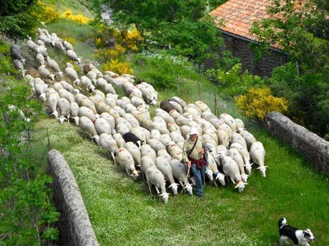 Herds converge here from all around, pouring down the mountains like milk! Gîte South of France walking wildlife holiday cevennes