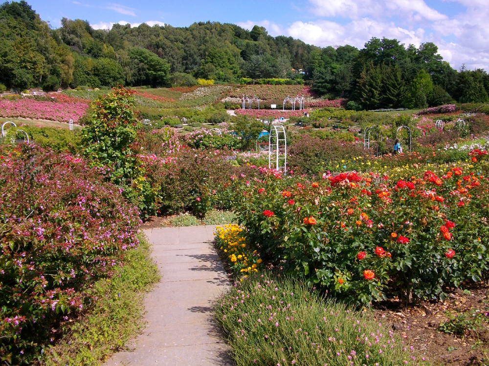 Rosie garden at the Colline aux Ouiseax, Caen, Normandy