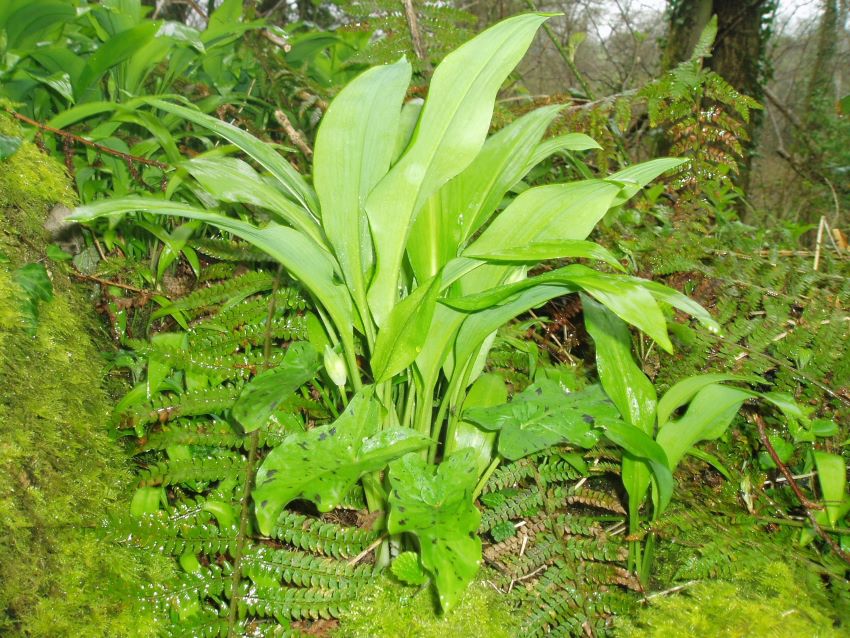 Wild garlic near Eco-Gites of Lenault, Normandy, France