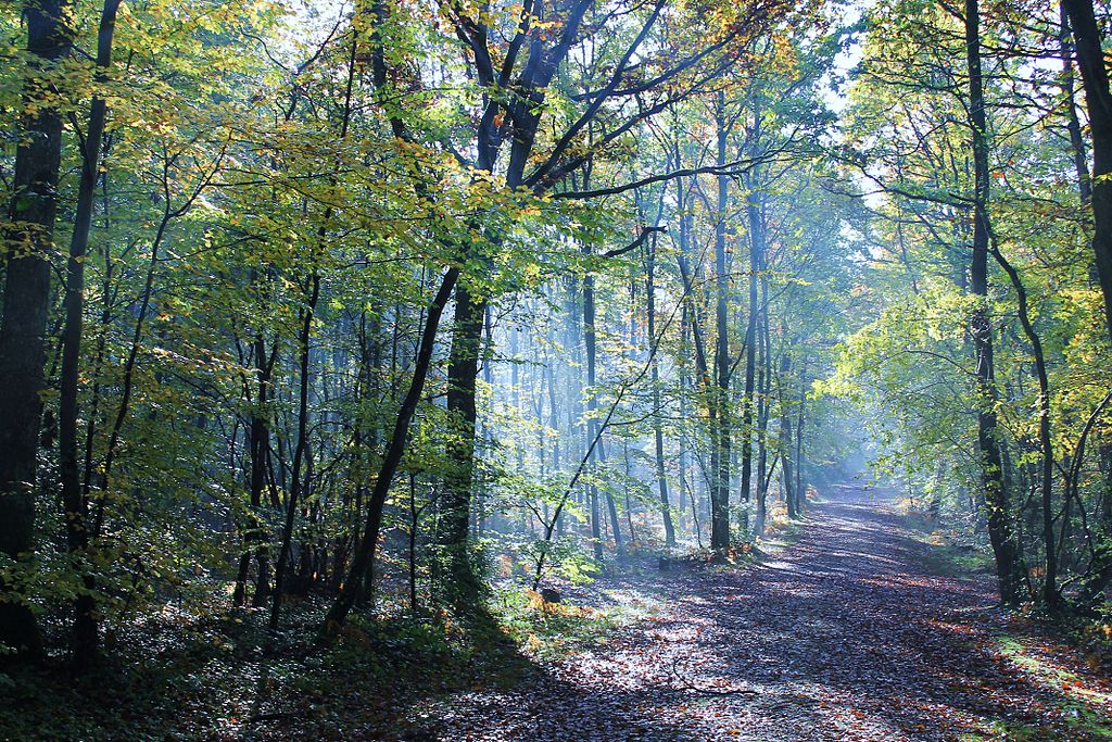 Grimbosq Forest, Cavados, Normandy