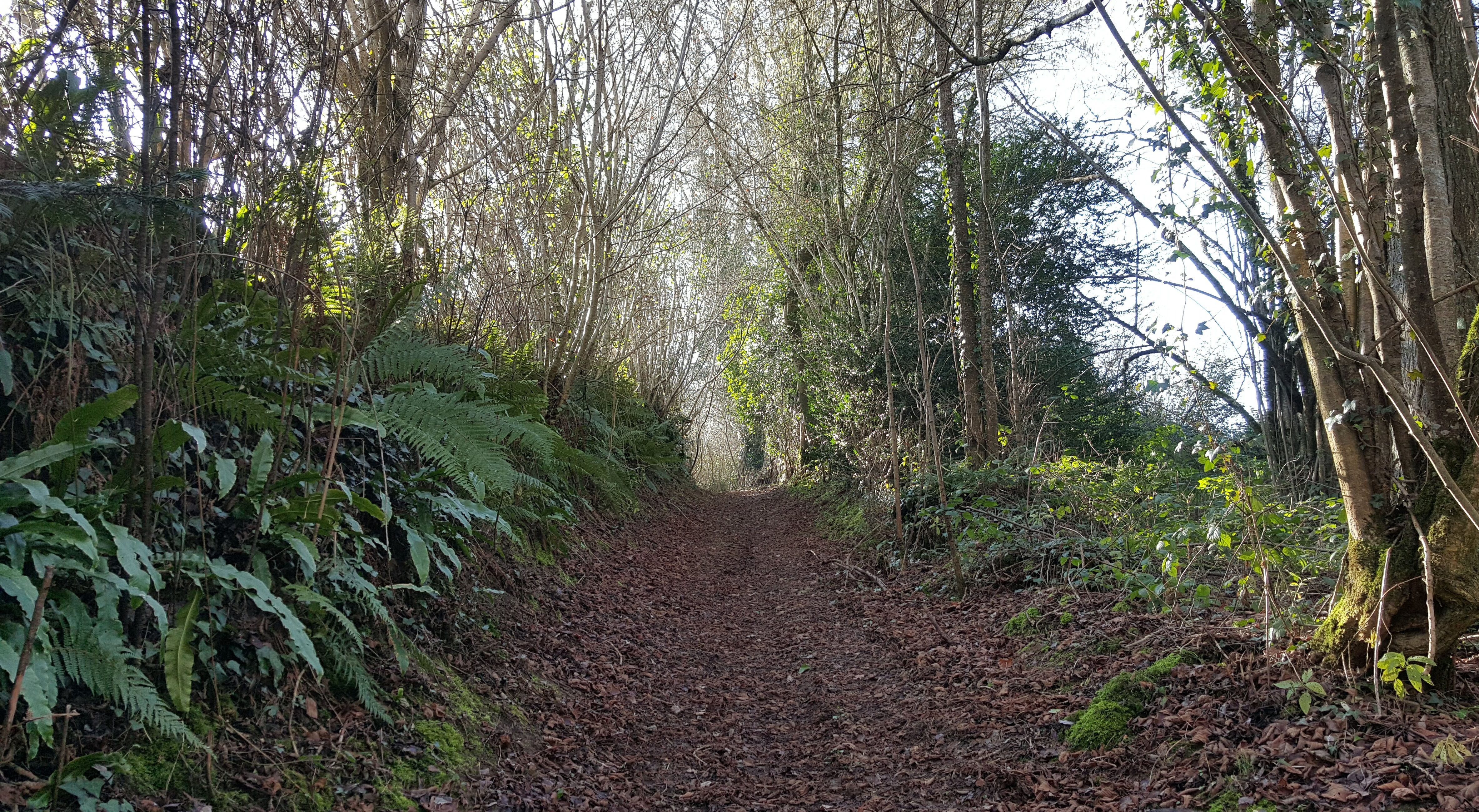 Path through woodland, Normandy, France