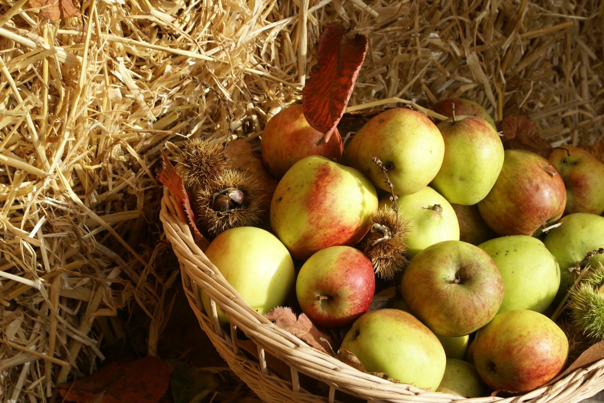 La Fête de la Pomme, du Cidre et du Fromage at Conches-en-Ouches: 29th October 2023