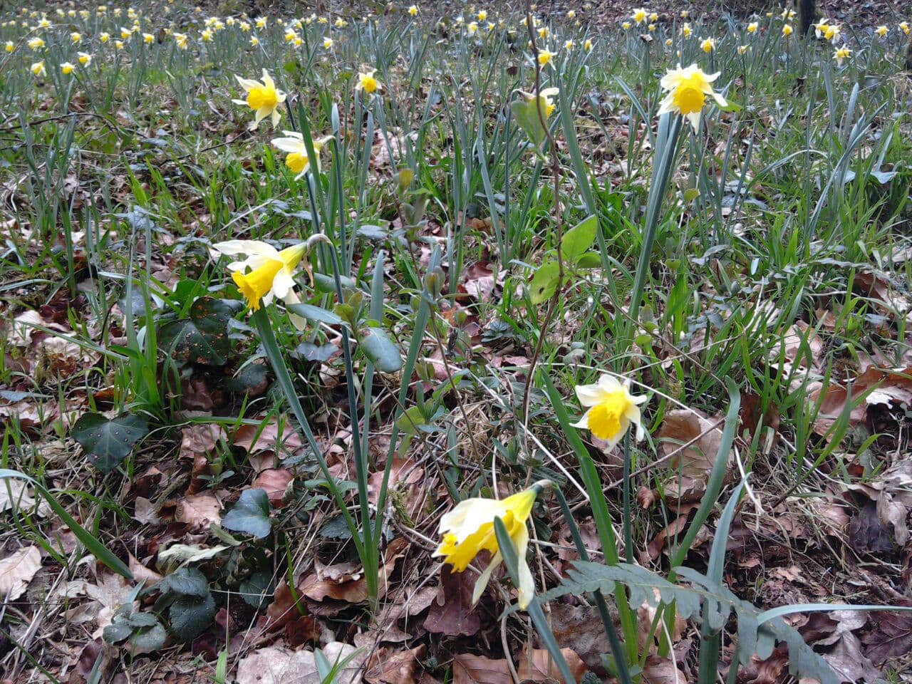 Wild daffodils in the Cresme Valley, Calvados, Normandy