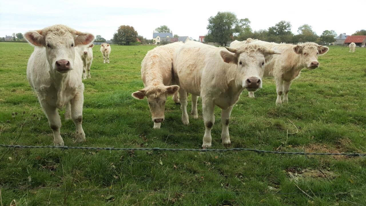 Charalais cows, Perigny, Normandy