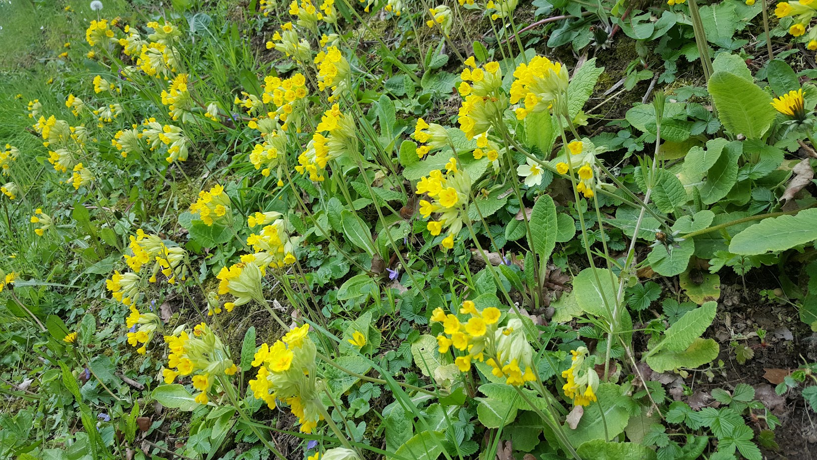 Cowslips, Normandy