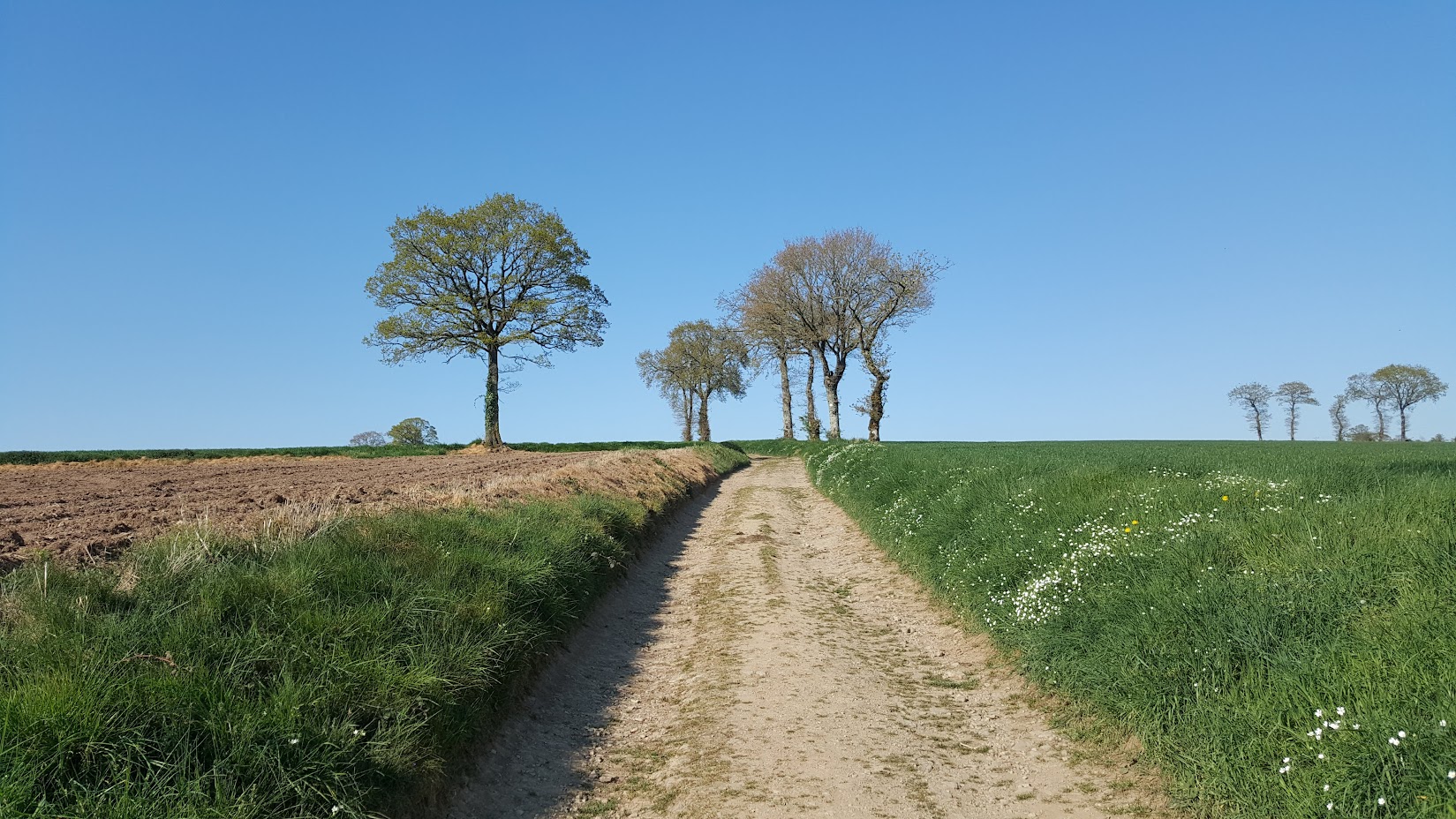 Trees and open farmland, Normandy