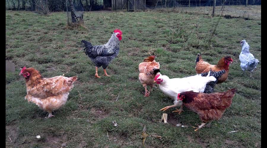 Come and meet our chickens