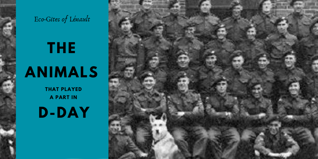 The animals that played a role in D-day