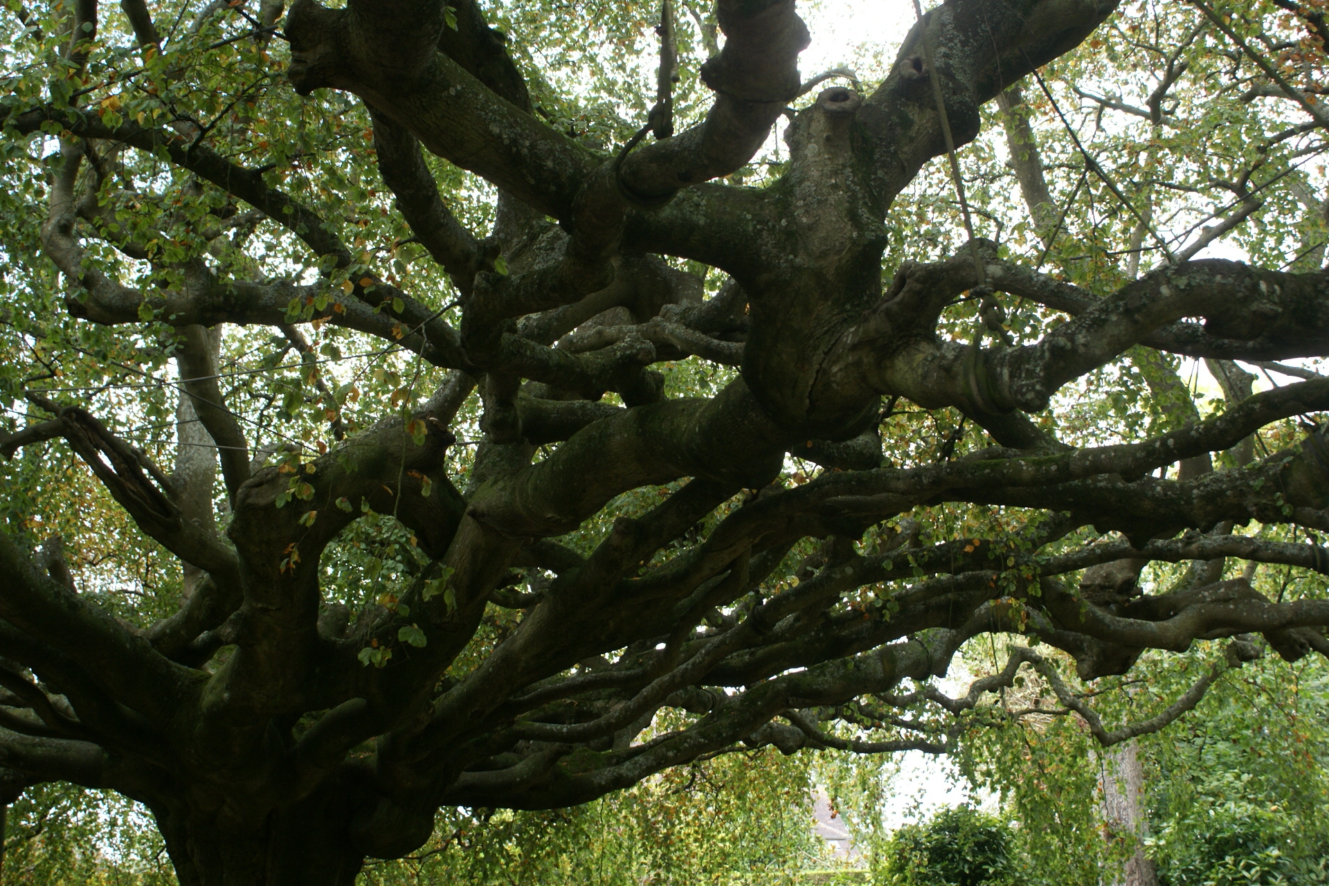 Detail of the Bayeux weeping beech tree