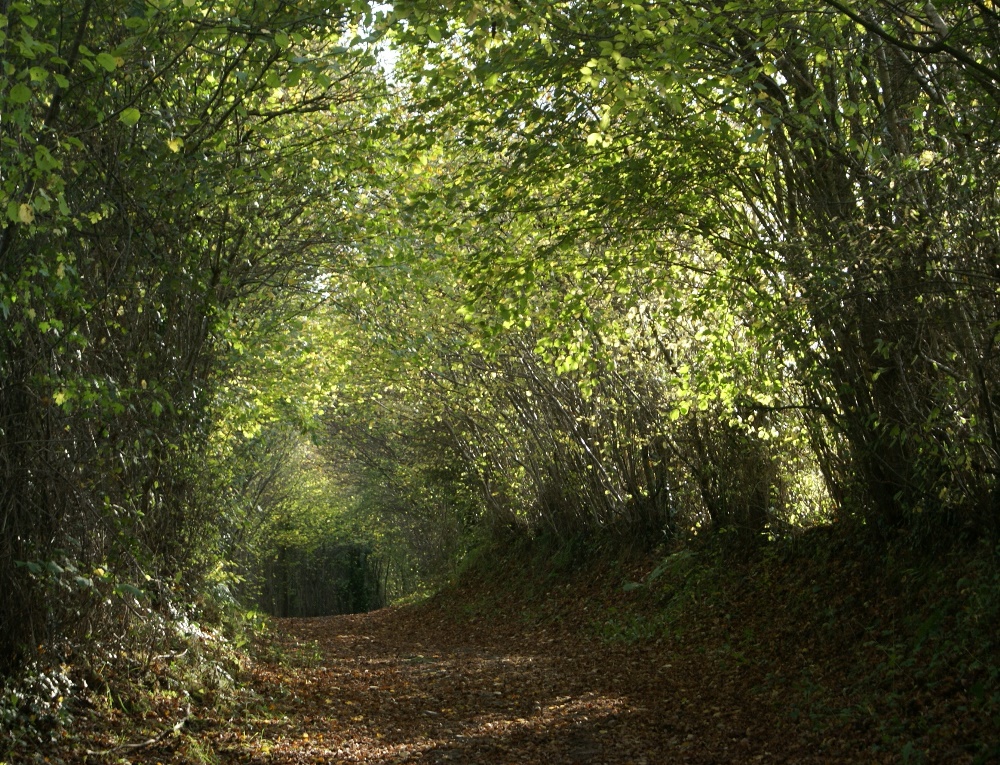 Tree lined sunken path in the Calvados region of Normandy