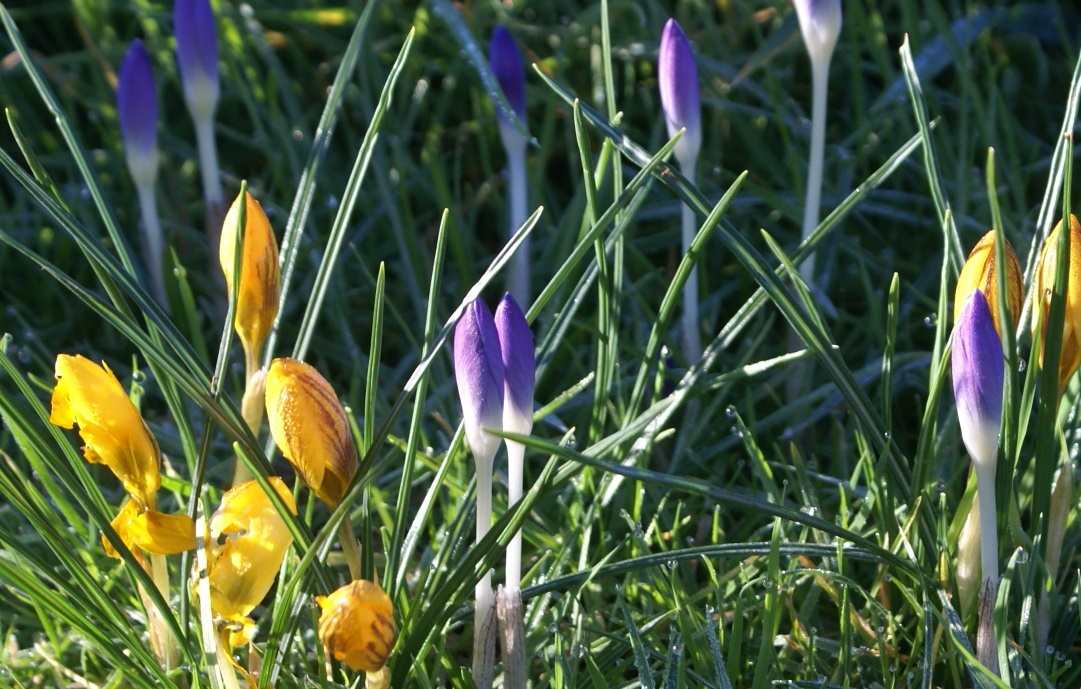 Crocuses at Eco-Gites of Lenault, Normandy France