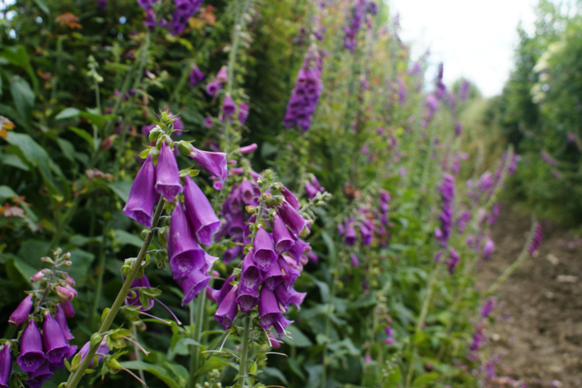 Foxgloves lining a path near Eco-Gites of Lénault in Normandy