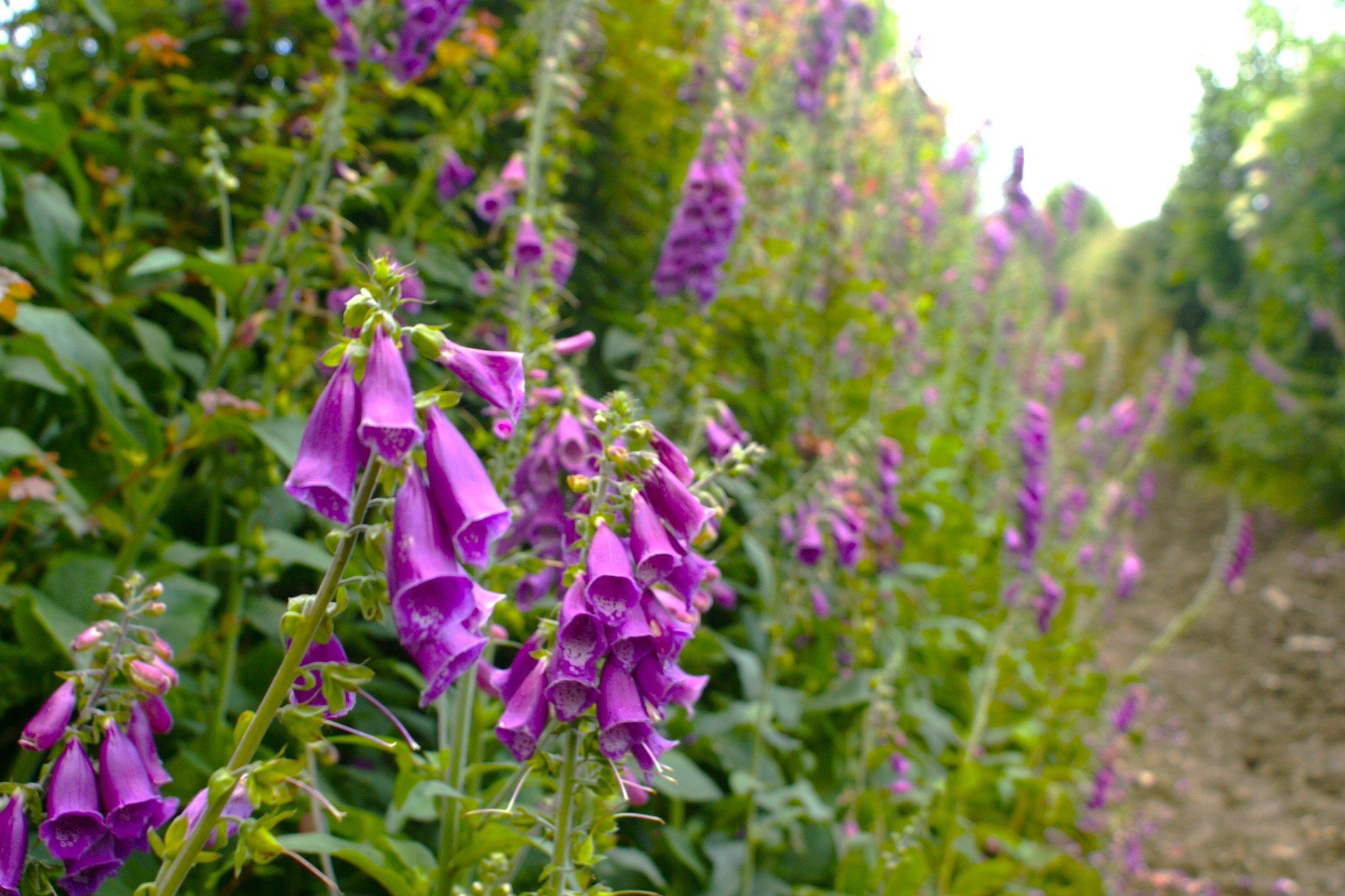 Foxgloves near Eco-Gites of Lénault