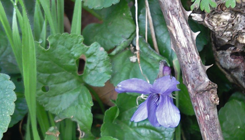 Early violet near Eco-Gites of Lenault, Normandy, France