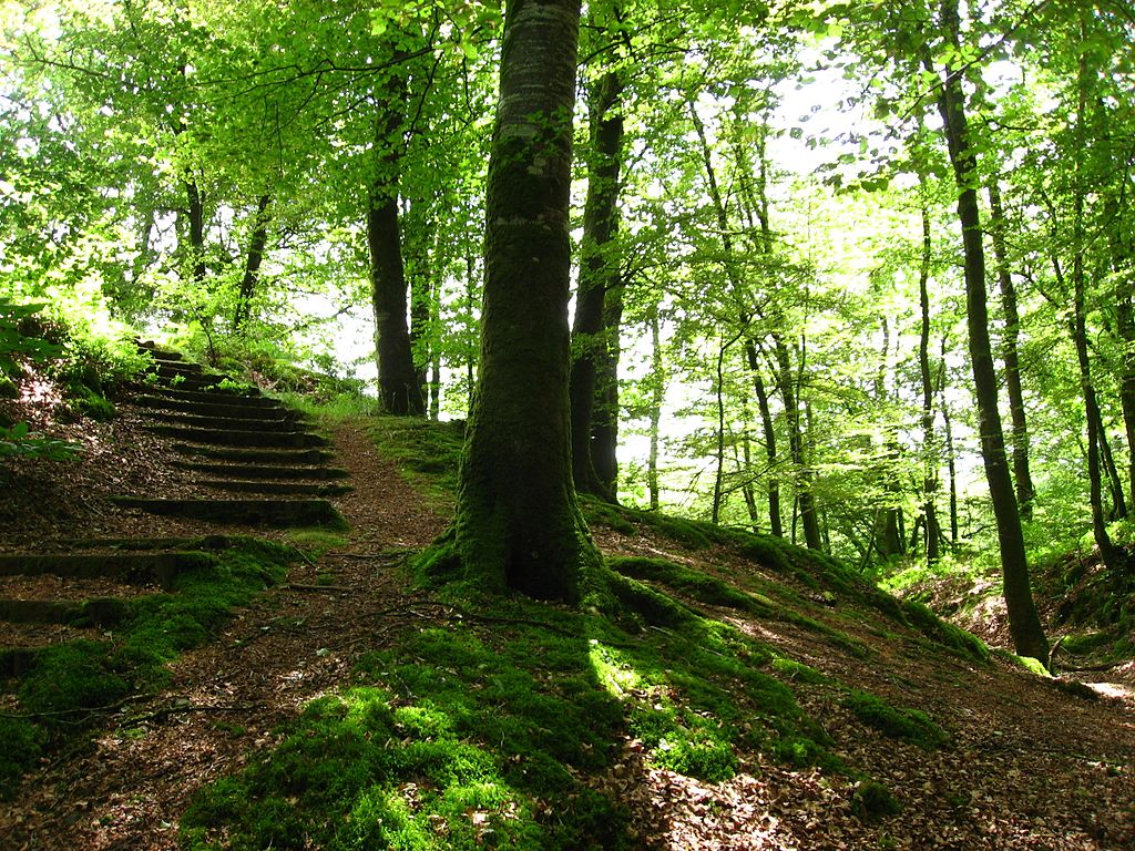 Saint Sever FOrest, Calvados, Normandy