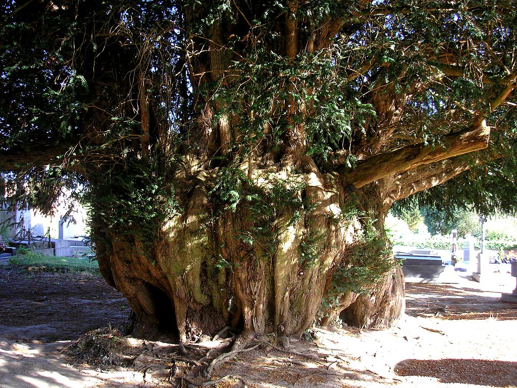 The Estry Yew, Ca;vados, Normandy