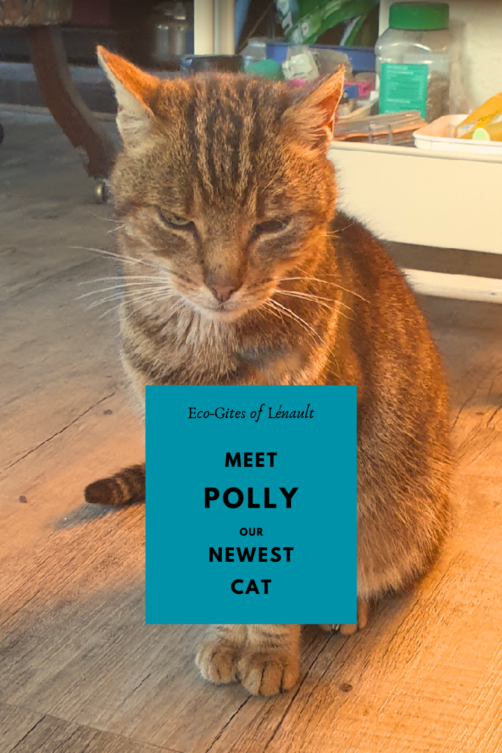 Polly, the newest cat at Eco-Gites of Lenault in Normandy