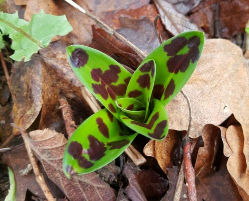 Early Purple orchid leaves, Normandy, France