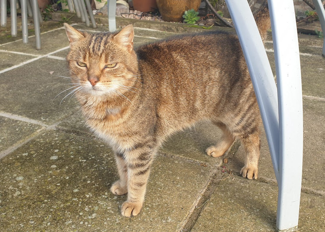 Polly, the new cat at Eco-Gites of Lenault, a holiday cottage in Normandy