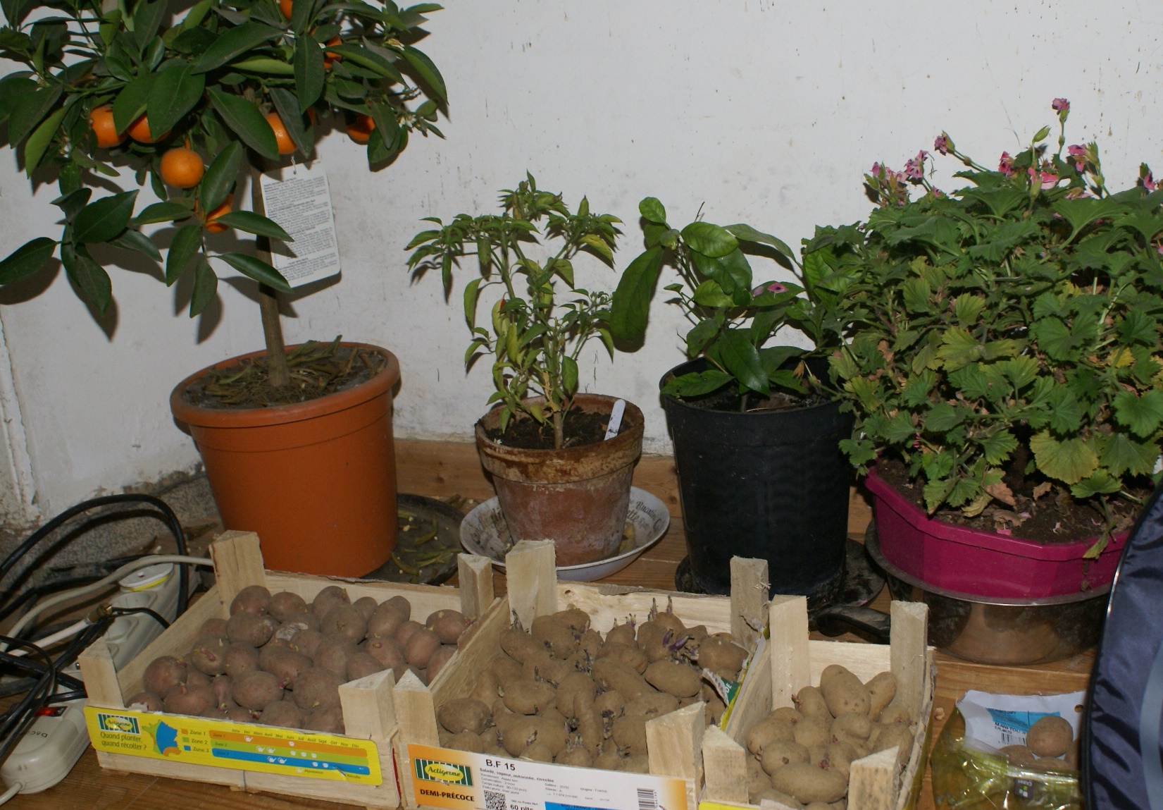 Seed potatoes sprouting at Eco-Gites of Lenault Normandy