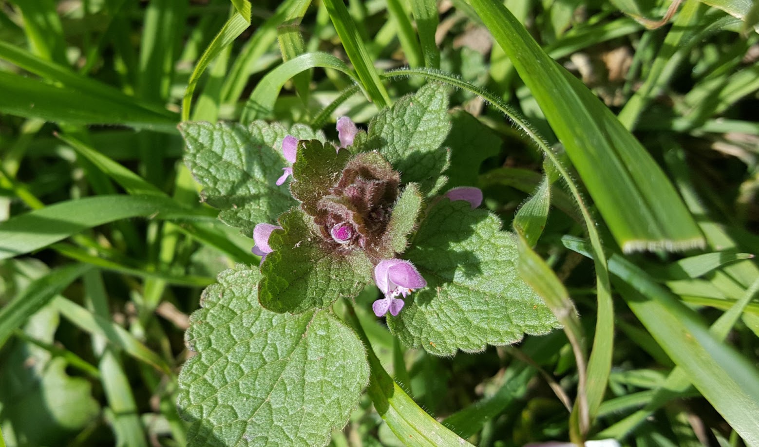 Red Dead Nettle seen near Eco-Gites of Lenault, Normandy France