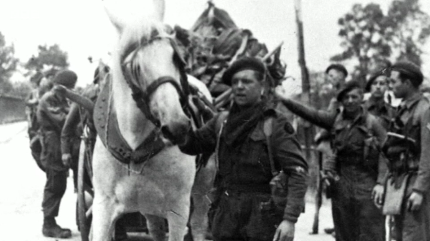 George, the Normandy horse who helped on D-day