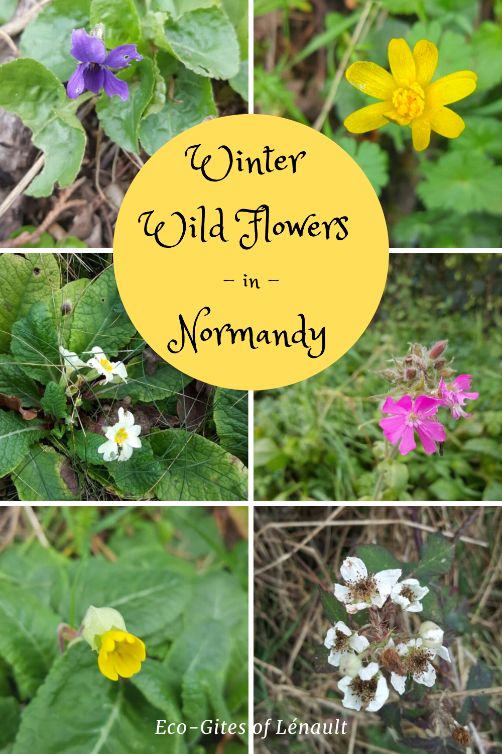 Winter Wild Flowers in Normandy,France