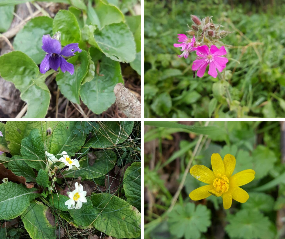 Winter flowers in Normandy, France