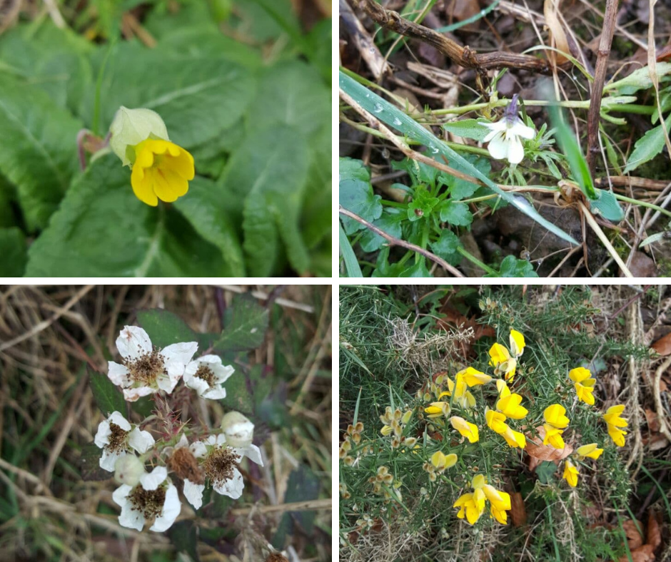 Winter flowers in Normandy, France